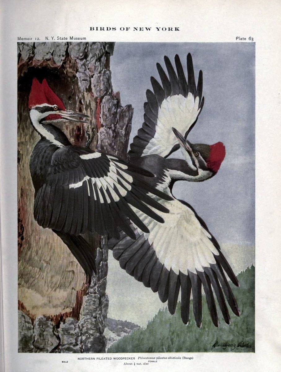 Birds of New York /.Albany :University of the State of New York,1910-1914.. |  | Vintage Print Reproduction 462750