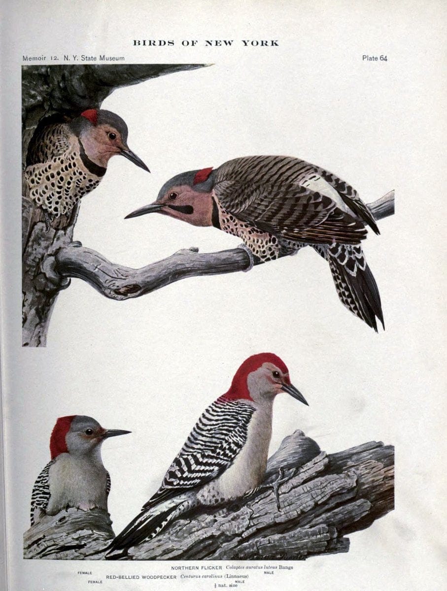 Birds of New York /.Albany :University of the State of New York,1910-1914.. |  | Vintage Print Reproduction 462751