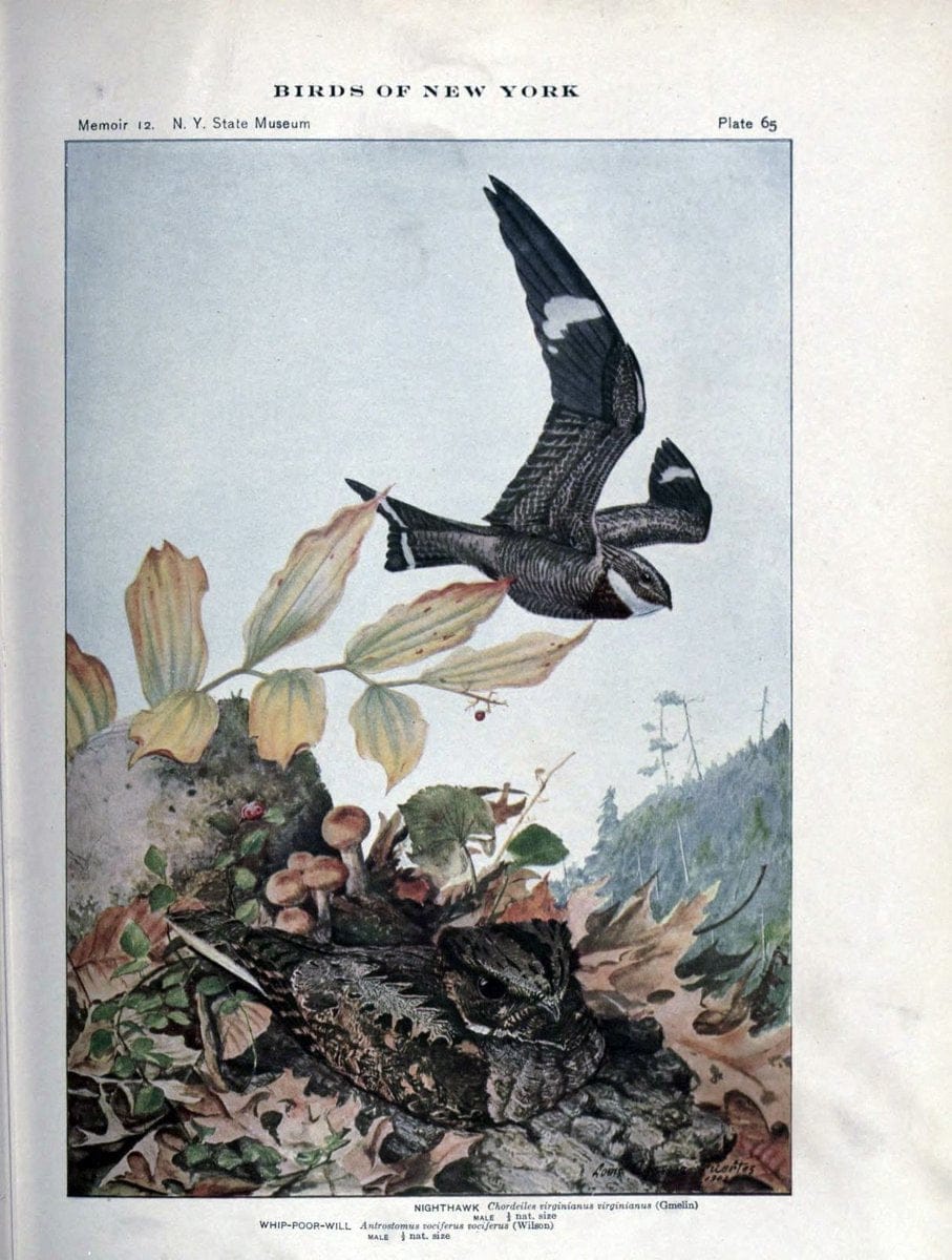 Birds of New York /.Albany :University of the State of New York,1910-1914.. |  | Vintage Print Reproduction 462752