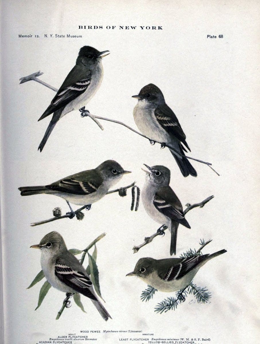 Birds of New York /.Albany :University of the State of New York,1910-1914.. |  | Vintage Print Reproduction 462755