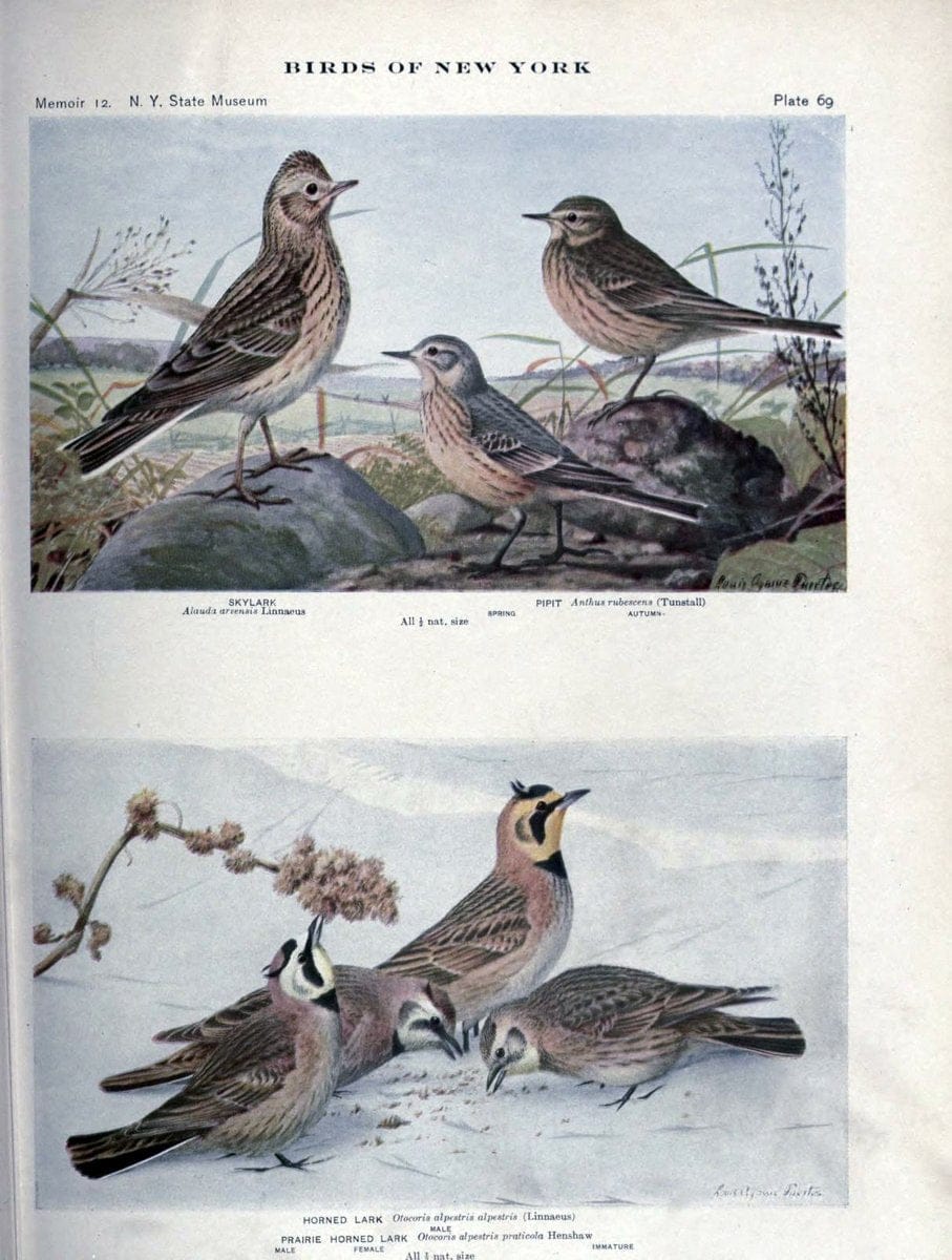 Birds of New York /.Albany :University of the State of New York,1910-1914.. |  | Vintage Print Reproduction 462756