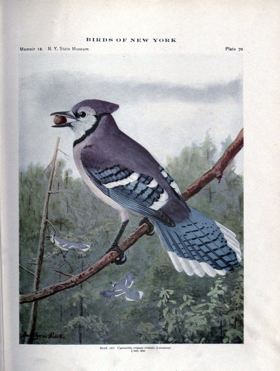 Birds of New York /.Albany :University of the State of New York,1910-1914.. |  | Vintage Print Reproduction 462757