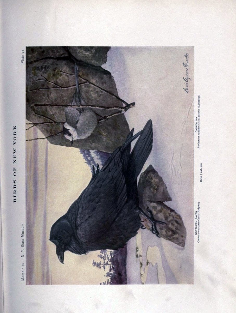 Birds of New York /.Albany :University of the State of New York,1910-1914.. |  | Vintage Print Reproduction 462758