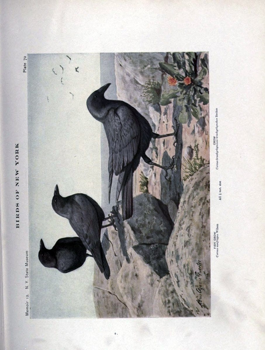Birds of New York /.Albany :University of the State of New York,1910-1914.. |  | Vintage Print Reproduction 462759