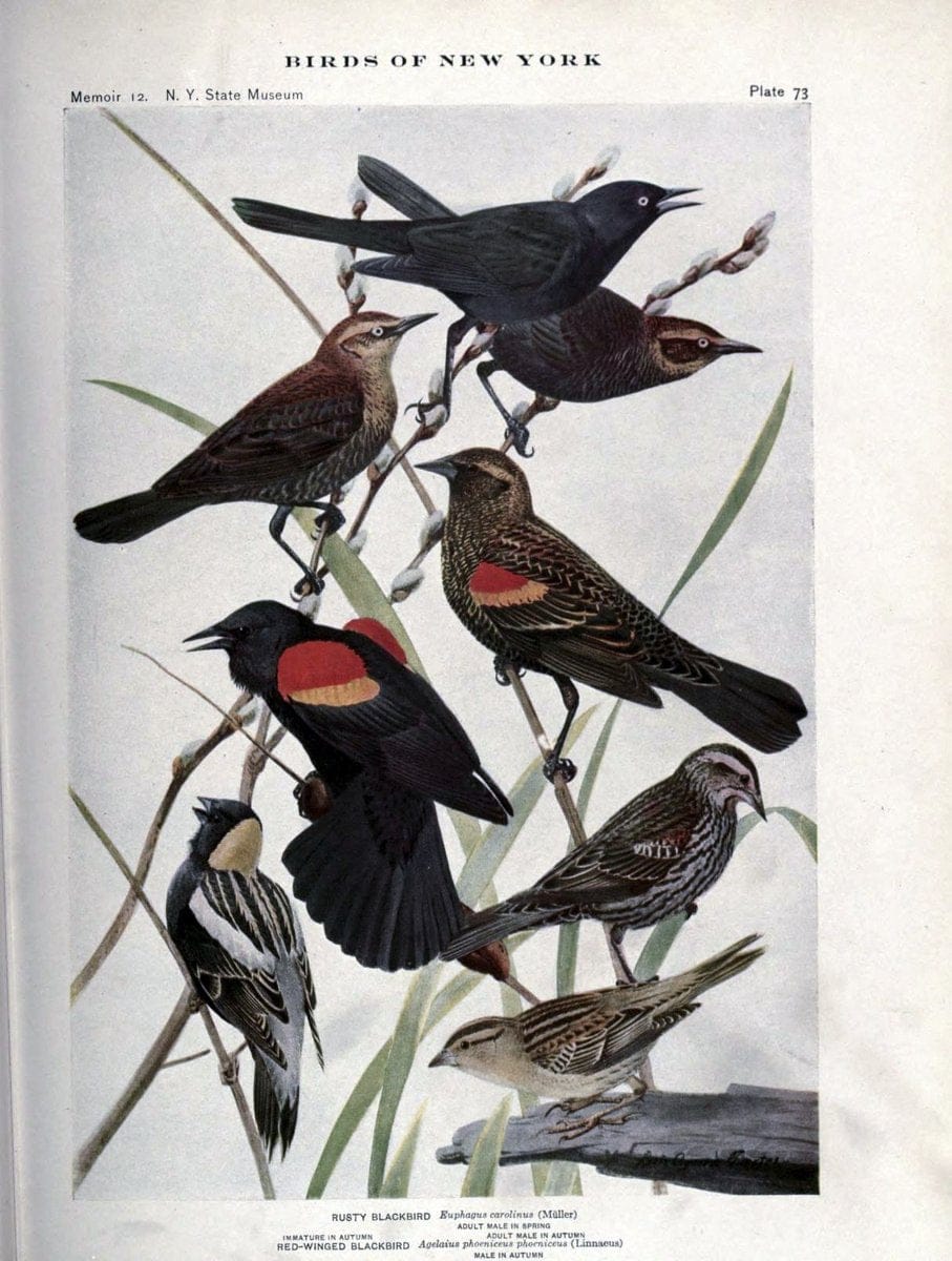 Birds of New York /.Albany :University of the State of New York,1910-1914.. |  | Vintage Print Reproduction 462760