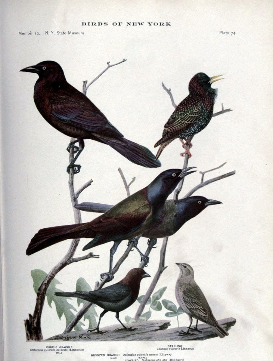 Birds of New York /.Albany :University of the State of New York,1910-1914.. |  | Vintage Print Reproduction 462761
