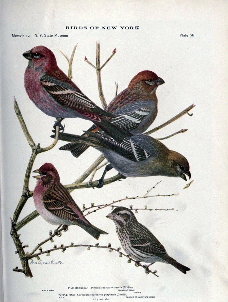 Birds of New York /.Albany :University of the State of New York,1910-1914.. |  | Vintage Print Reproduction 462763