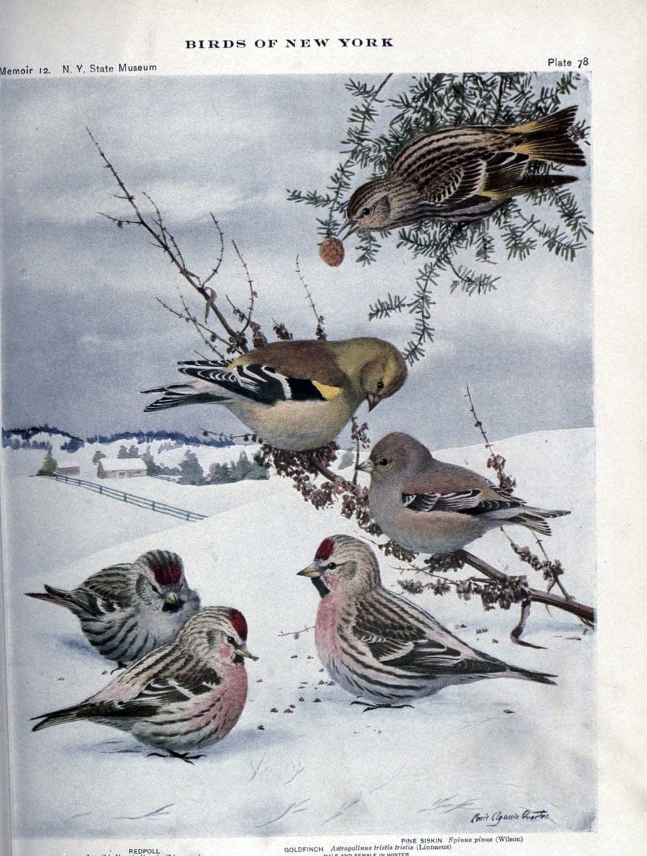 Birds of New York /.Albany :University of the State of New York,1910-1914.. |  | Vintage Print Reproduction 462765