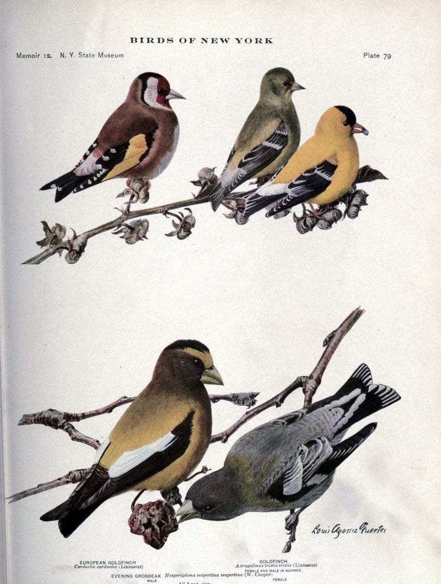 Birds of New York /.Albany :University of the State of New York,1910-1914.. |  | Vintage Print Reproduction 462766