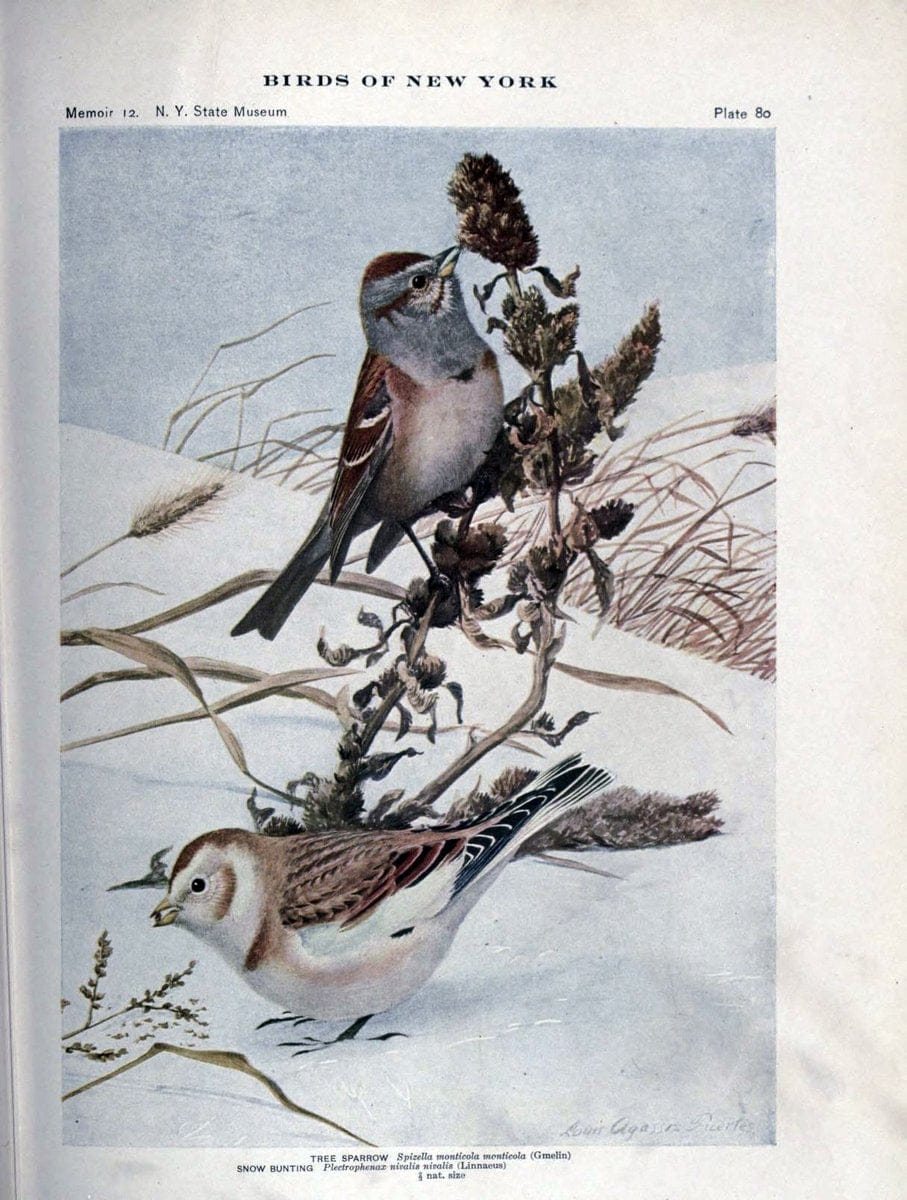 Birds of New York /.Albany :University of the State of New York,1910-1914.. |  | Vintage Print Reproduction 462767