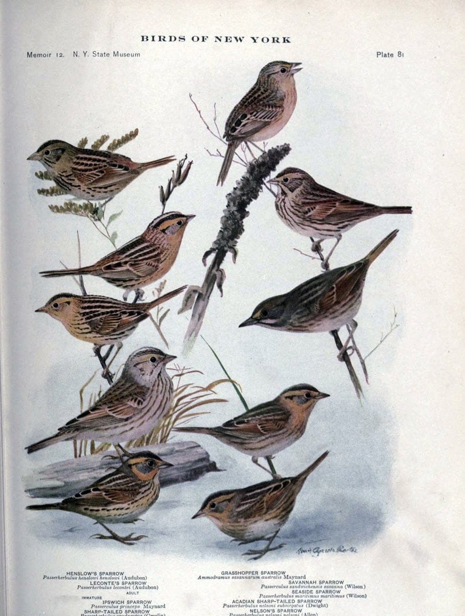 Birds of New York /.Albany :University of the State of New York,1910-1914.. |  | Vintage Print Reproduction 462768