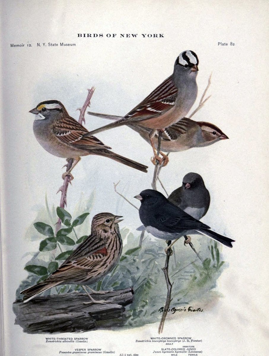 Birds of New York /.Albany :University of the State of New York,1910-1914.. |  | Vintage Print Reproduction 462769