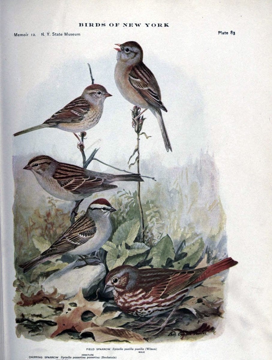 Birds of New York /.Albany :University of the State of New York,1910-1914.. |  | Vintage Print Reproduction 462770