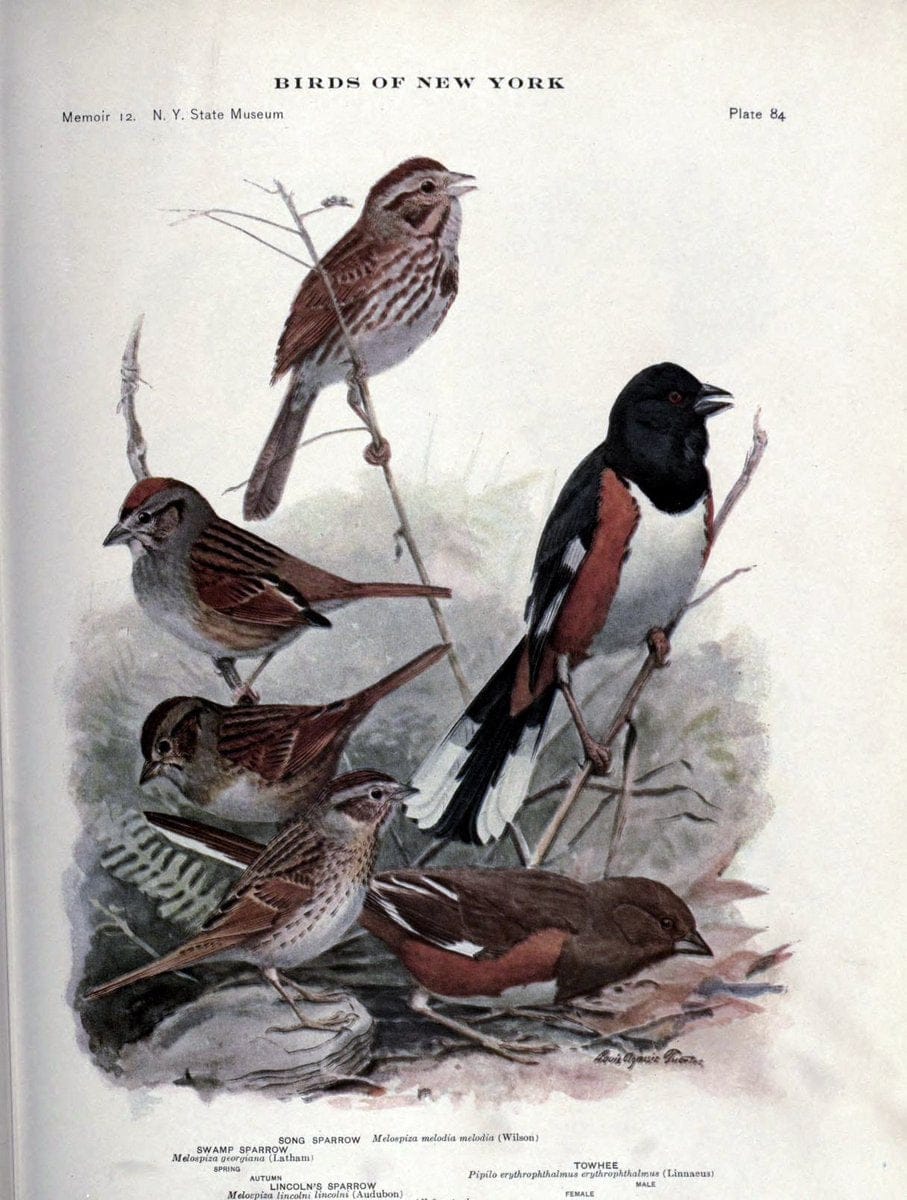 Birds of New York /.Albany :University of the State of New York,1910-1914.. |  | Vintage Print Reproduction 462771