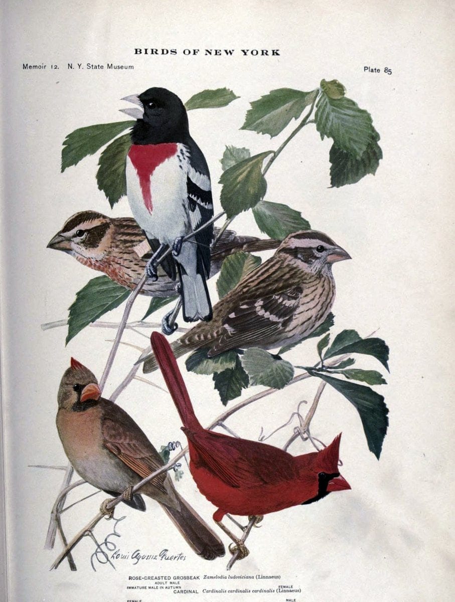 Birds of New York /.Albany :University of the State of New York,1910-1914.. |  | Vintage Print Reproduction 462772