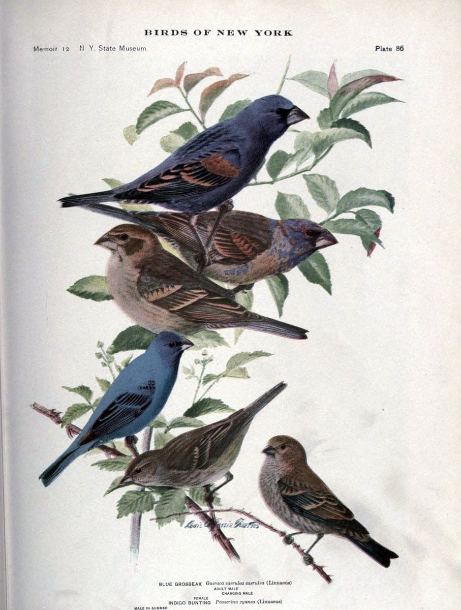 Birds of New York /.Albany :University of the State of New York,1910-1914.. |  | Vintage Print Reproduction 462773