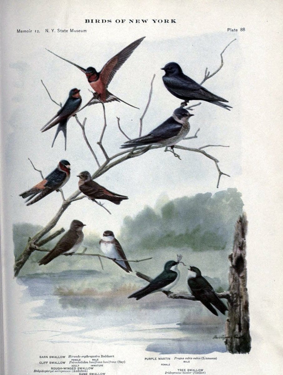 Birds of New York /.Albany :University of the State of New York,1910-1914.. |  | Vintage Print Reproduction 462775