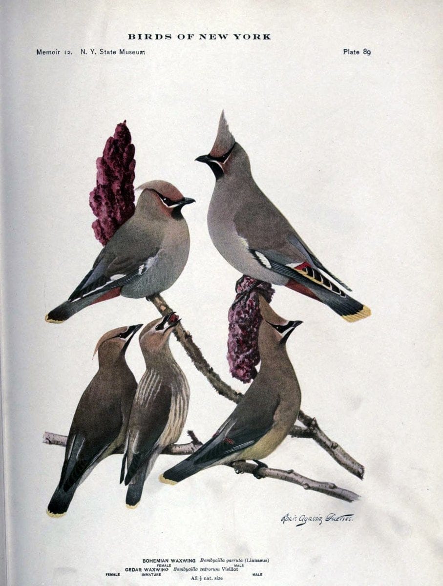 Birds of New York /.Albany :University of the State of New York,1910-1914.. |  | Vintage Print Reproduction 462776