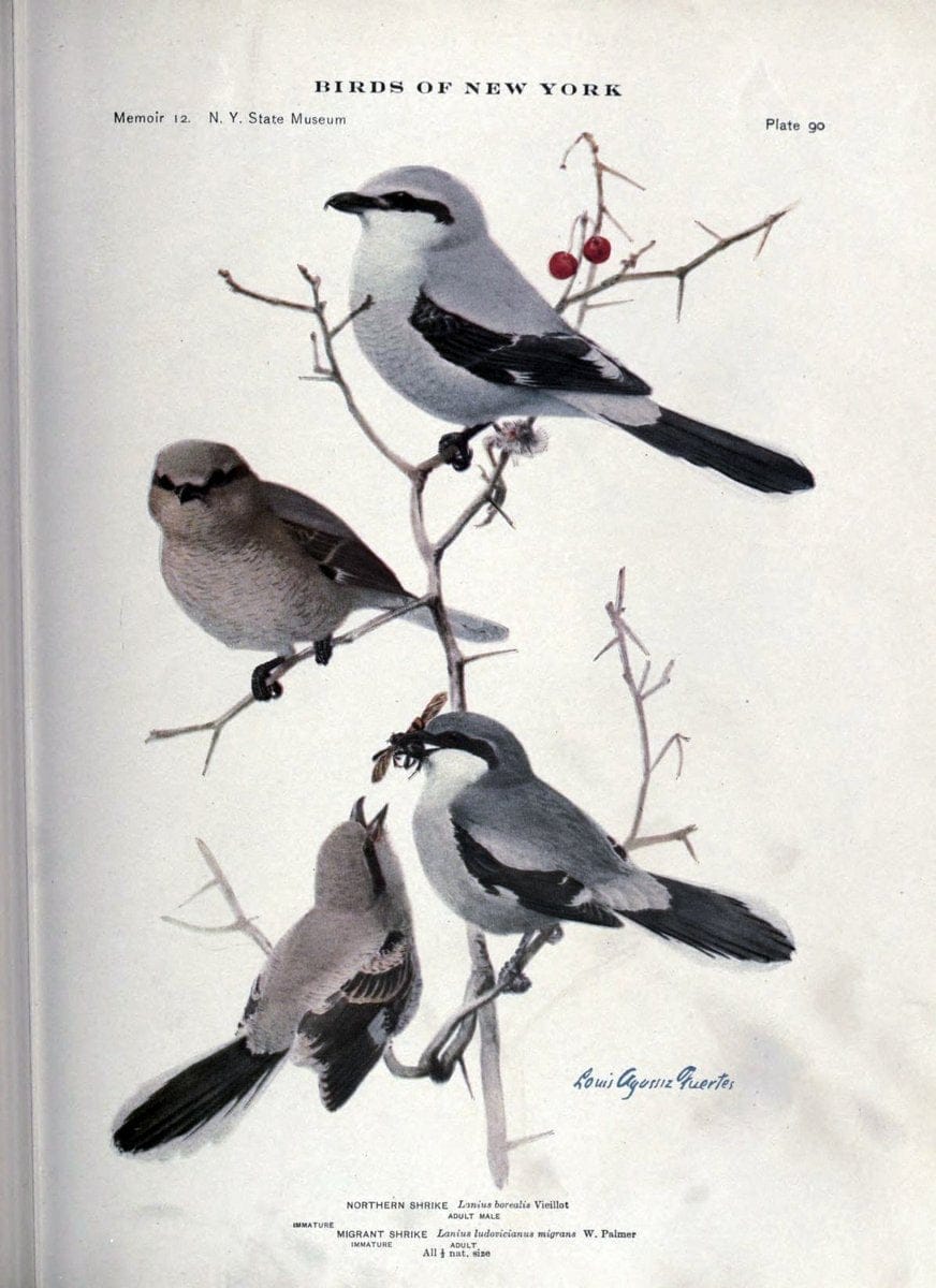 Birds of New York /.Albany :University of the State of New York,1910-1914.. |  | Vintage Print Reproduction 462777