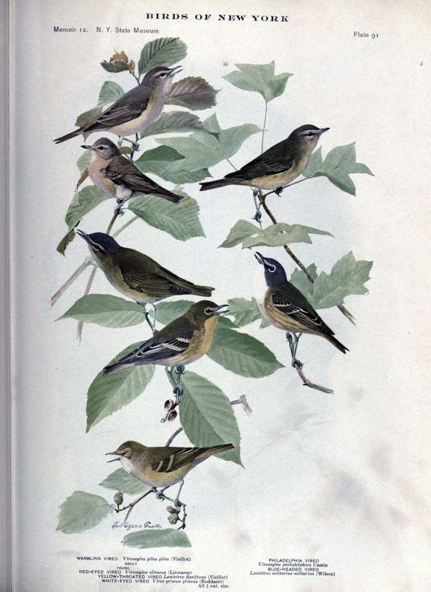 Birds of New York /.Albany :University of the State of New York,1910-1914.. |  | Vintage Print Reproduction 462778