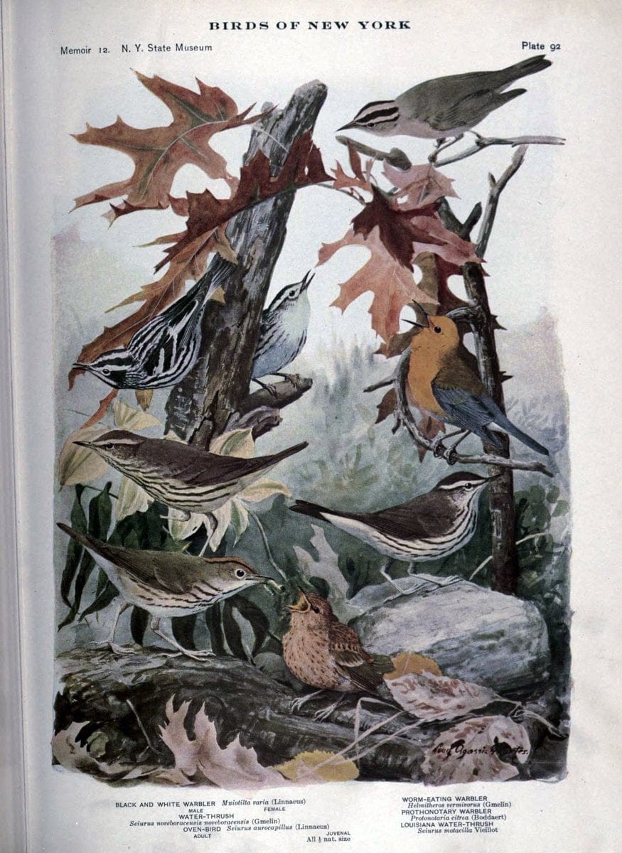 Birds of New York /.Albany :University of the State of New York,1910-1914.. |  | Vintage Print Reproduction 462779
