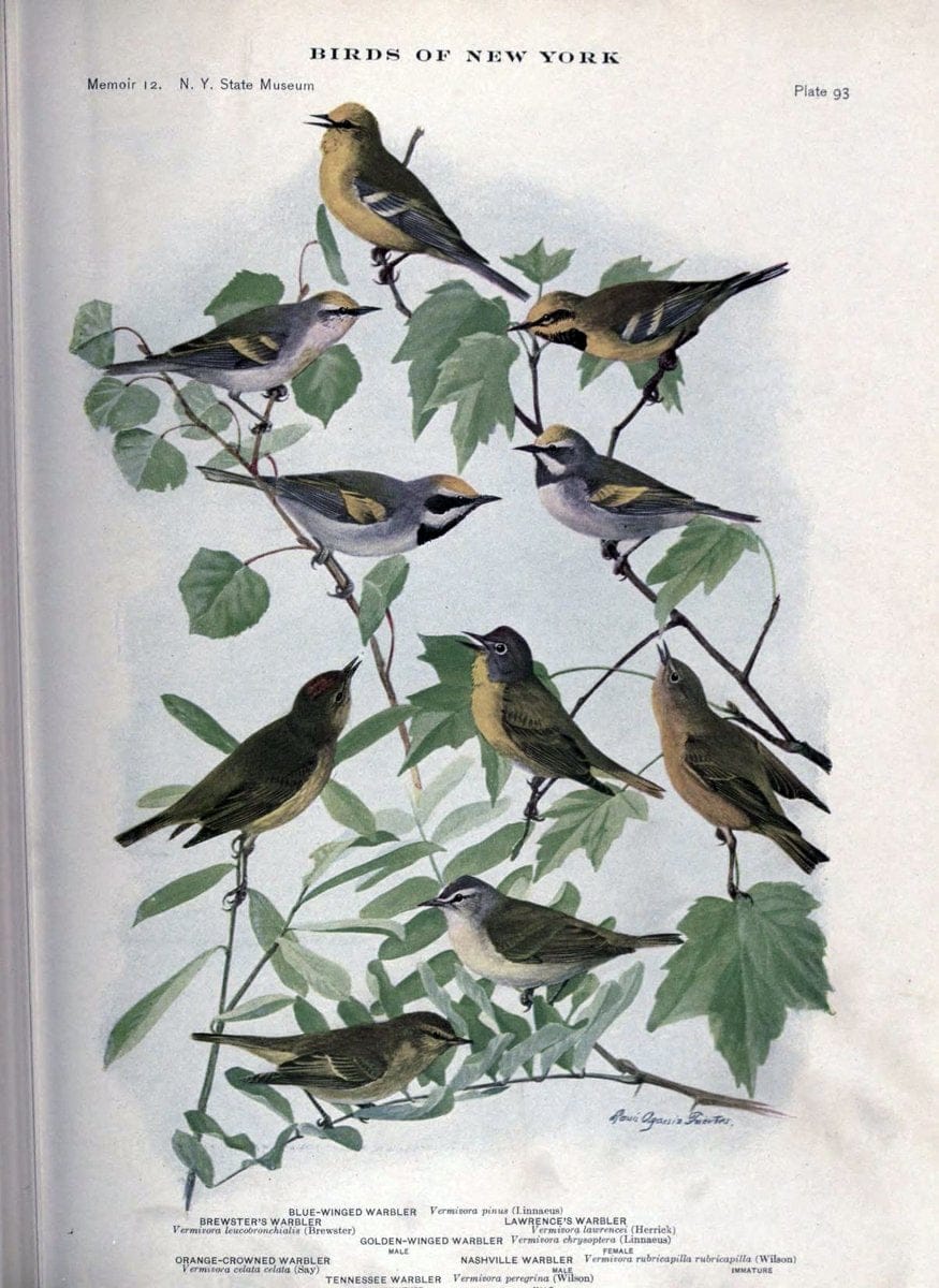 Birds of New York /.Albany :University of the State of New York,1910-1914.. |  | Vintage Print Reproduction 462780