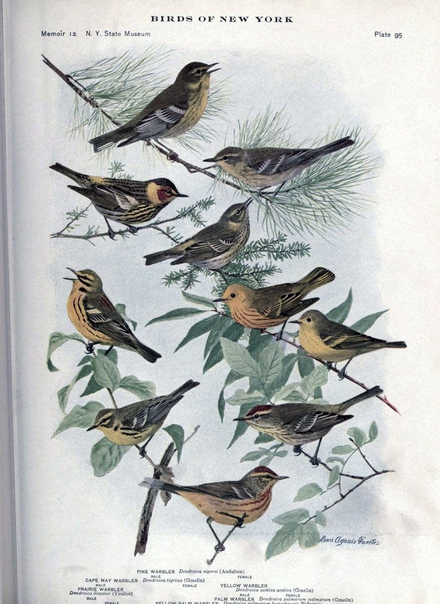 Birds of New York /.Albany :University of the State of New York,1910-1914.. |  | Vintage Print Reproduction 462782