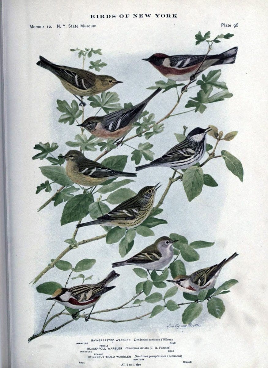 Birds of New York /.Albany :University of the State of New York,1910-1914.. |  | Vintage Print Reproduction 462783