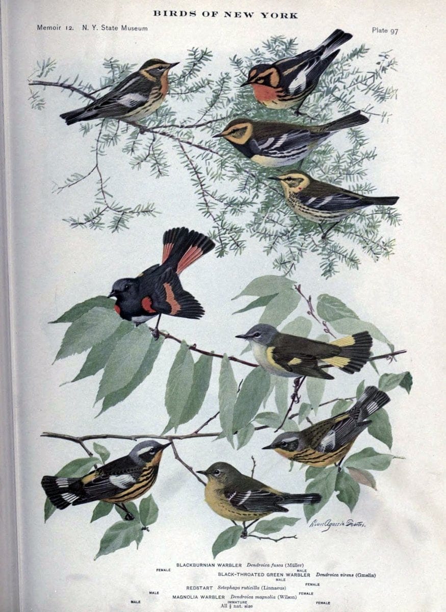 Birds of New York /.Albany :University of the State of New York,1910-1914.. |  | Vintage Print Reproduction 462784