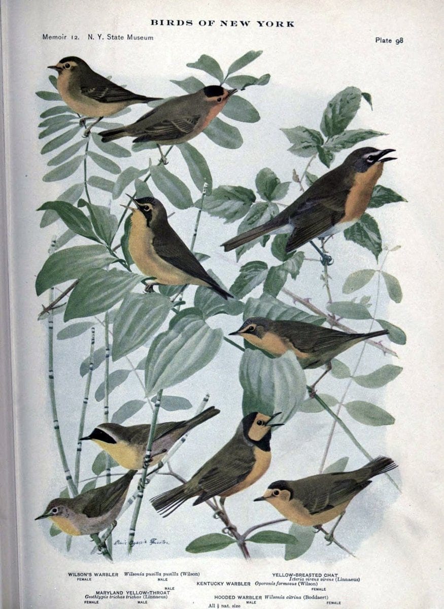 Birds of New York /.Albany :University of the State of New York,1910-1914.. |  | Vintage Print Reproduction 462785