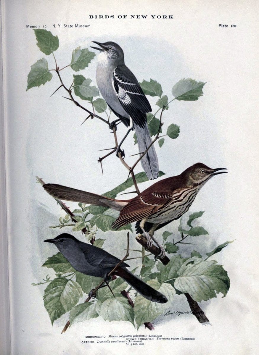 Birds of New York /.Albany :University of the State of New York,1910-1914.. |  | Vintage Print Reproduction 462788