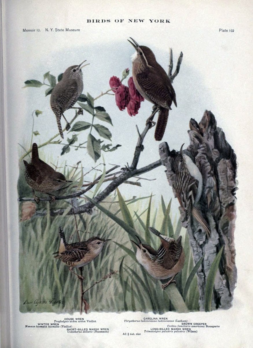 Birds of New York /.Albany :University of the State of New York,1910-1914.. |  | Vintage Print Reproduction 462789