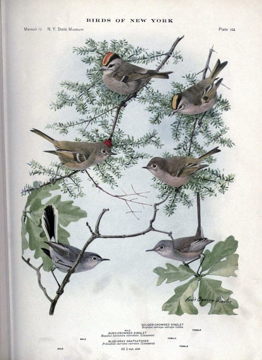 Birds of New York /.Albany :University of the State of New York,1910-1914.. |  | Vintage Print Reproduction 462791