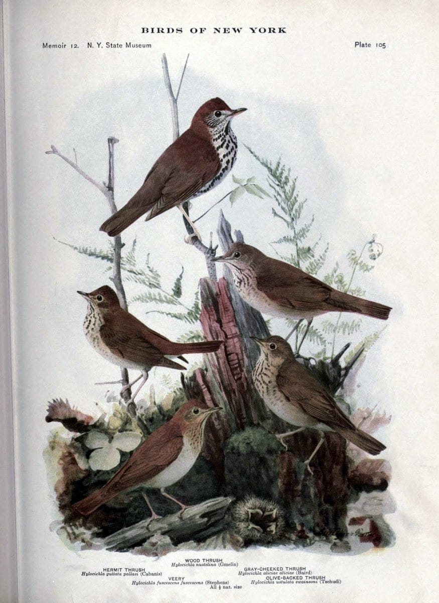 Birds of New York /.Albany :University of the State of New York,1910-1914.. |  | Vintage Print Reproduction 462792