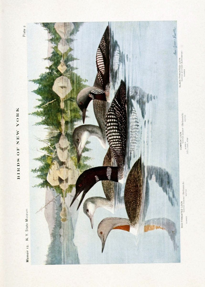 Birds of New York,.Albany,University of the State of New York,1910-14.  | Birds  | Vintage Print Reproduction 462795