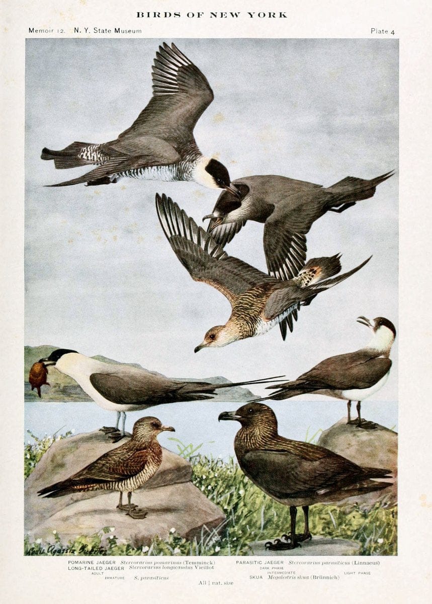 Birds of New York,.Albany,University of the State of New York,1910-14.  | Birds  | Vintage Print Reproduction 462797