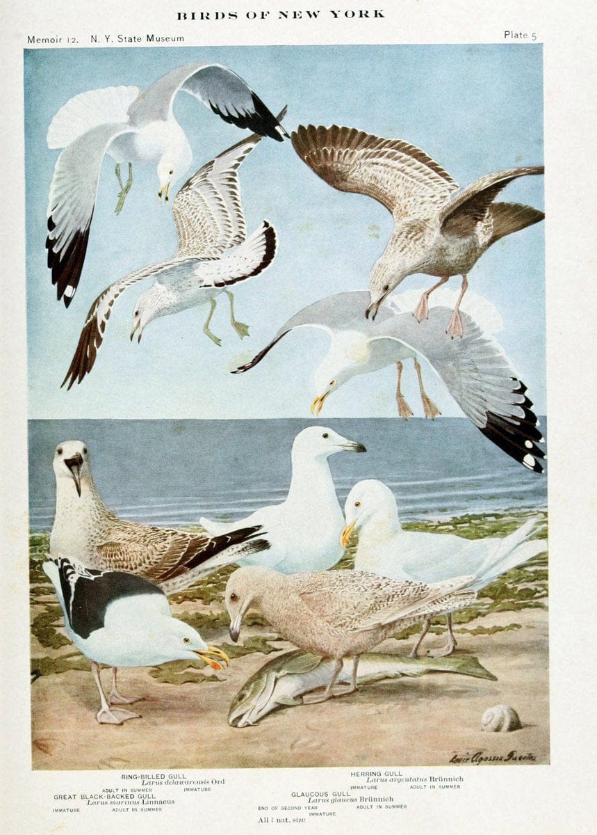 Birds of New York,.Albany,University of the State of New York,1910-14.  | Birds  | Vintage Print Reproduction 462798