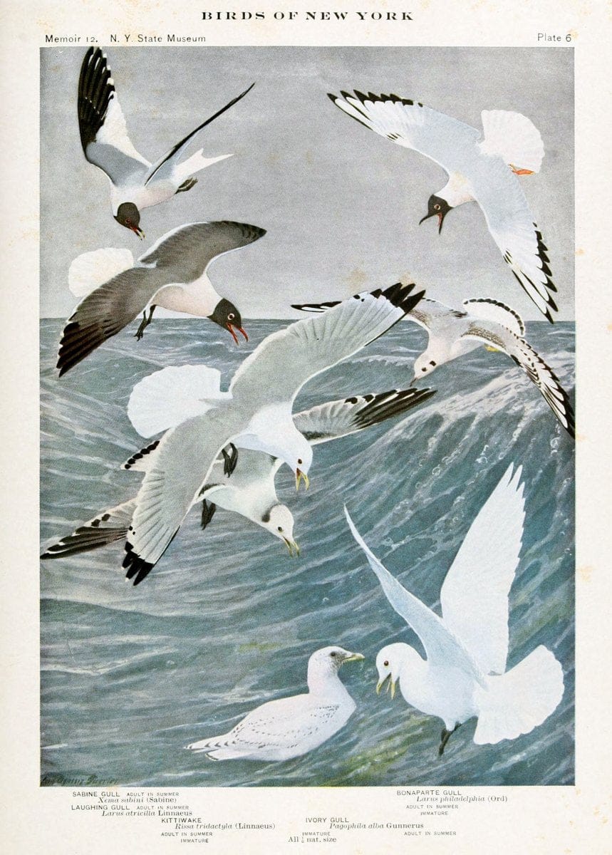 Birds of New York,.Albany,University of the State of New York,1910-14.  | Birds  | Vintage Print Reproduction 462799
