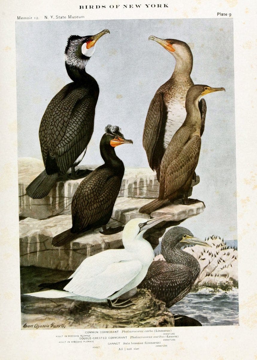 Birds of New York,.Albany,University of the State of New York,1910-14.  | Birds  | Vintage Print Reproduction 462800
