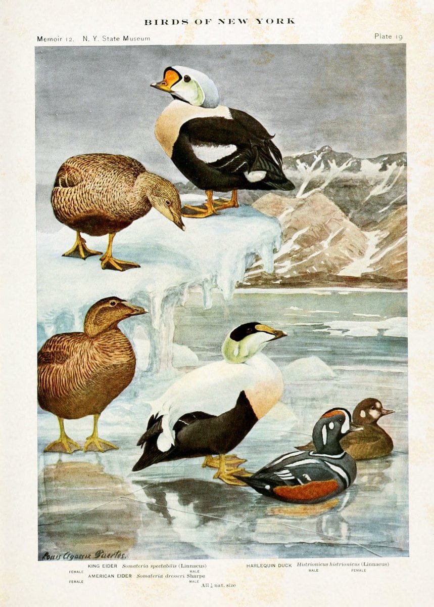 Birds of New York,.Albany,University of the State of New York,1910-14.  | Birds  | Vintage Print Reproduction 462804
