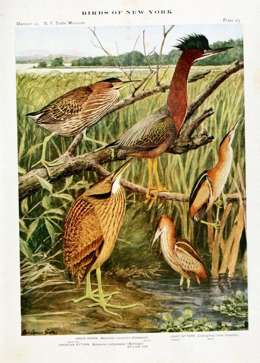 Birds of New York,.Albany,University of the State of New York,1910-14.  | Birds  | Vintage Print Reproduction 462805
