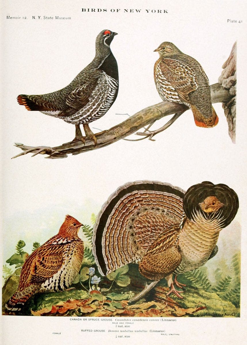 Birds of New York,.Albany,University of the State of New York,1910-14.  | Birds  | Vintage Print Reproduction 462806