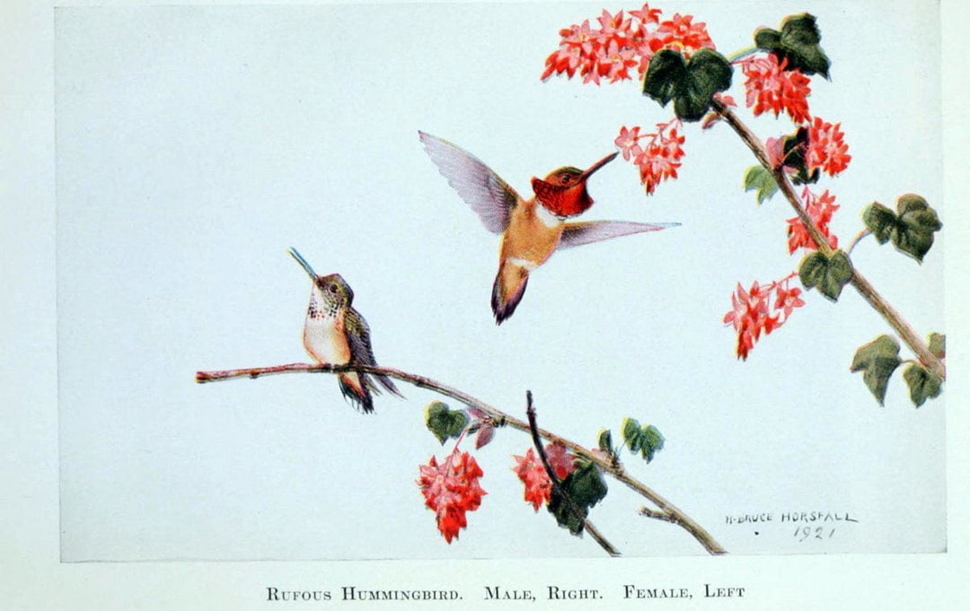 Birds of the Pacific coastNew York,G. P. Putnam's sons,1923.  | 59.82(79) Birds "British Columbia" "Pacific Coast (North America)"  | Vintage Print Reproduction 462808