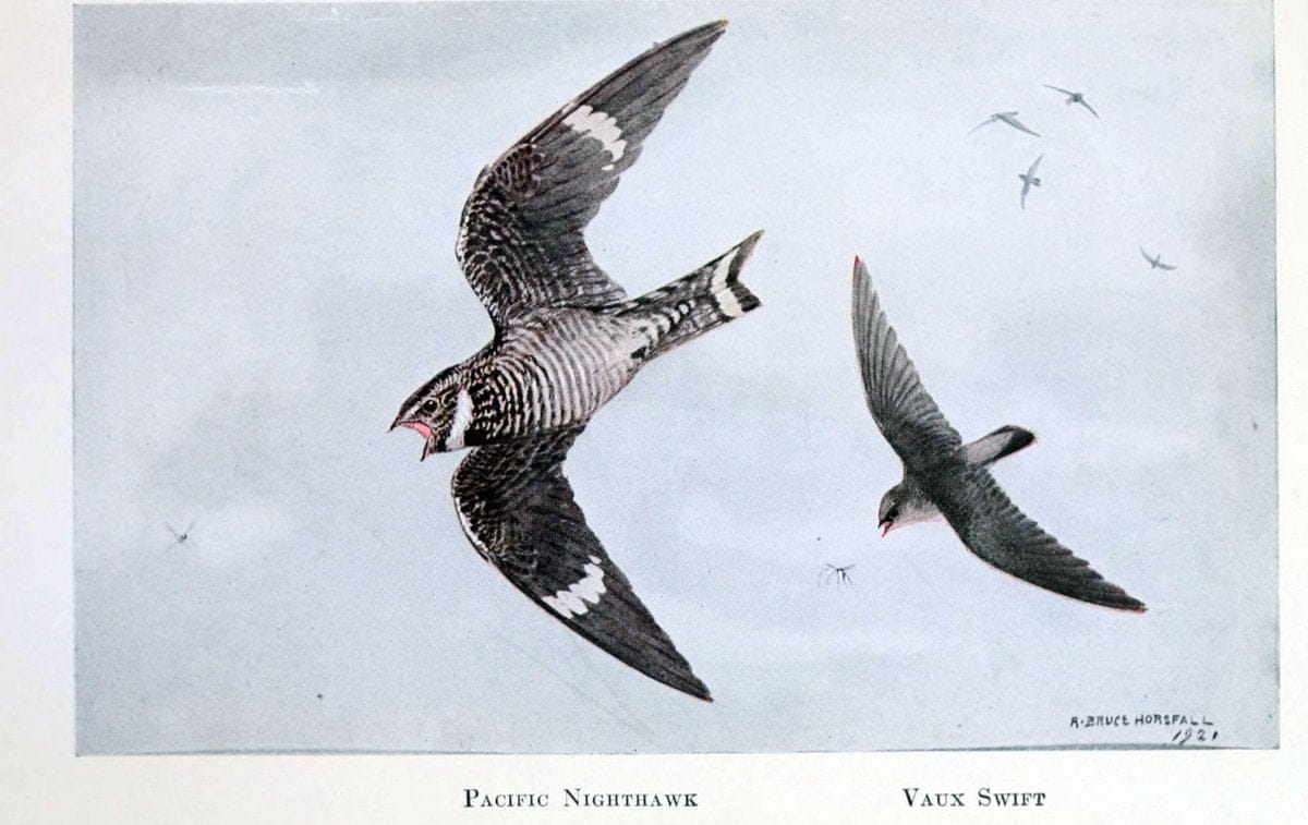 Birds of the Pacific coastNew York,G. P. Putnam's sons,1923.  | 59.82(79) Birds "British Columbia" "Pacific Coast (North America)"  | Vintage Print Reproduction 462809