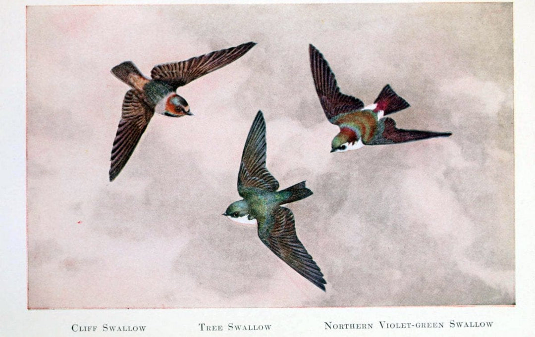 Birds of the Pacific coastNew York,G. P. Putnam's sons,1923.  | 59.82(79) Birds "British Columbia" "Pacific Coast (North America)"  | Vintage Print Reproduction 462810