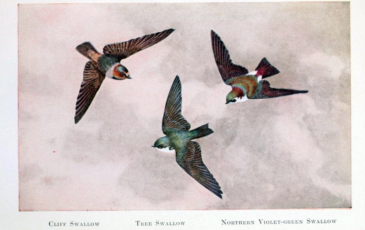 Birds of the Pacific coastNew York,G. P. Putnam's sons,1923.  | 59.82(79) Birds "British Columbia" "Pacific Coast (North America)"  | Vintage Print Reproduction 462810