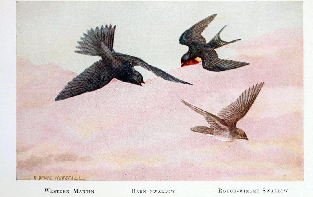 Birds of the Pacific coastNew York,G. P. Putnam's sons,1923.  | 59.82(79) Birds "British Columbia" "Pacific Coast (North America)"  | Vintage Print Reproduction 462811