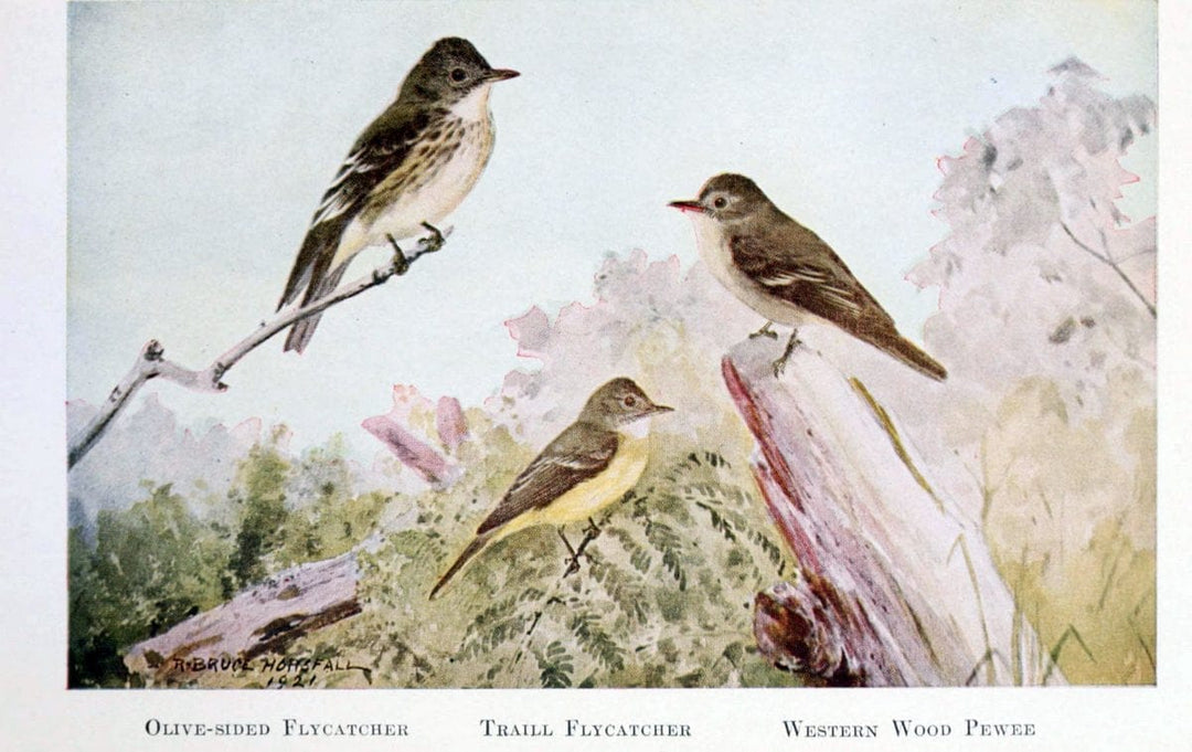Birds of the Pacific coastNew York,G. P. Putnam's sons,1923.  | 59.82(79) Birds "British Columbia" "Pacific Coast (North America)"  | Vintage Print Reproduction 462812