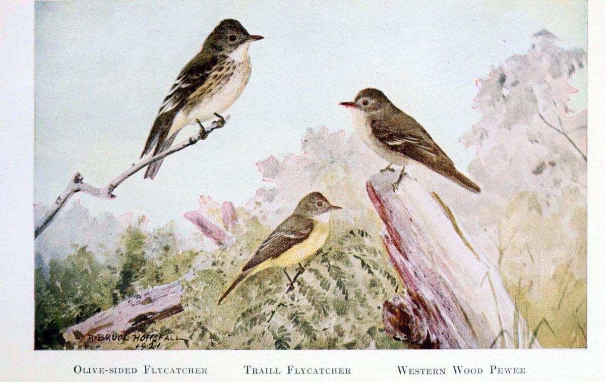 Birds of the Pacific coastNew York,G. P. Putnam's sons,1923.  | 59.82(79) Birds "British Columbia" "Pacific Coast (North America)"  | Vintage Print Reproduction 462812