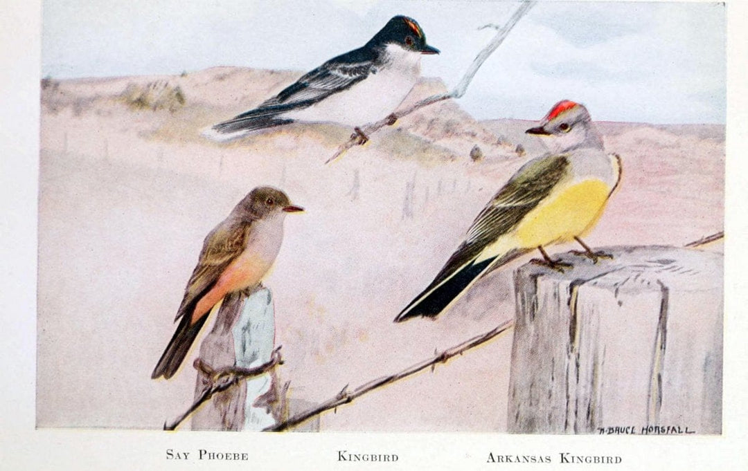 Birds of the Pacific coastNew York,G. P. Putnam's sons,1923.  | 59.82(79) Birds "British Columbia" "Pacific Coast (North America)"  | Vintage Print Reproduction 462813